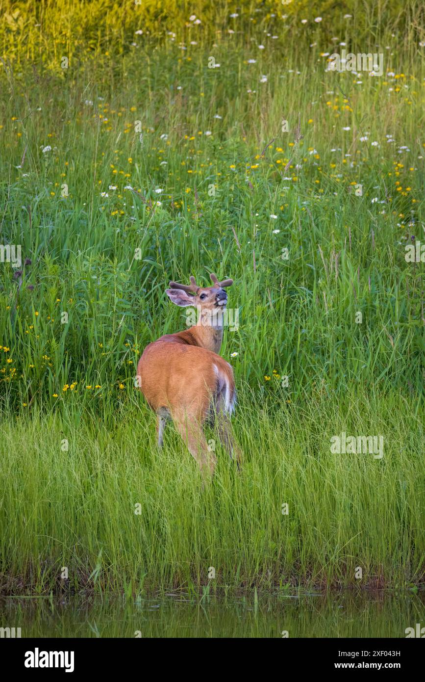 Buck dalla coda bianca in una serata di giugno nel Wisconsin settentrionale. Foto Stock