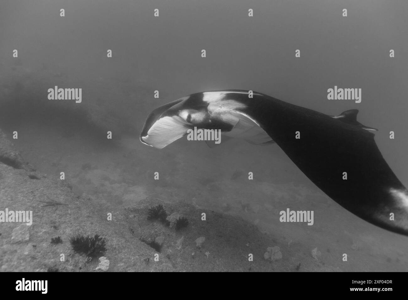 Mozambico, Inhambane, Tofo, Manta Ray (Mobula alfredi) Foto Stock