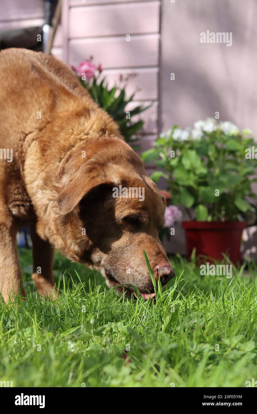 Labrador Retriever in giardino. Cane che mangia erba. Foto all'aperto in giornata d'estate. Foto Stock