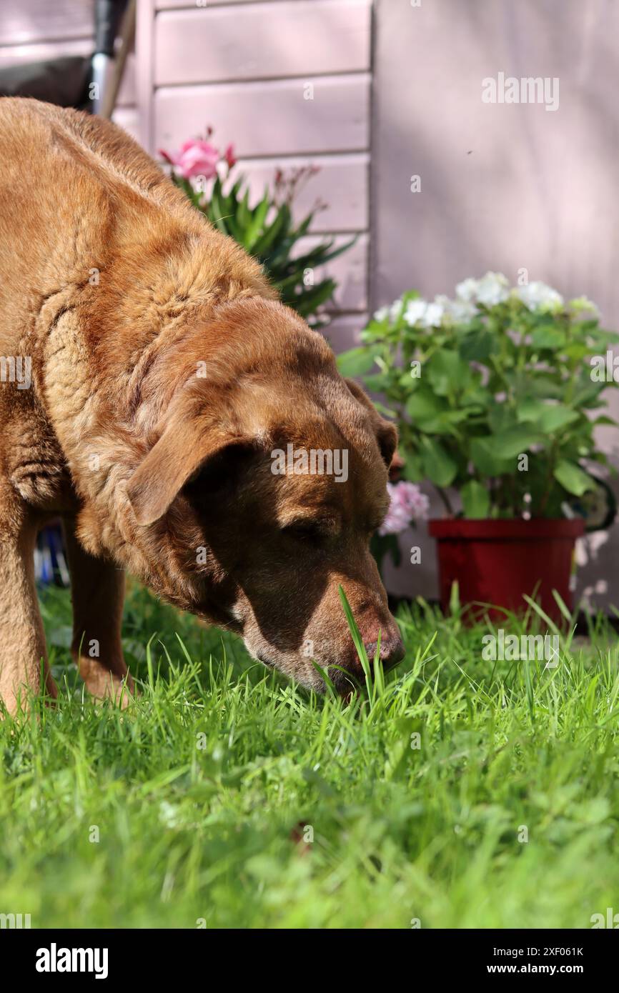 Labrador Retriever in giardino. Cane che mangia erba. Foto all'aperto in giornata d'estate. Foto Stock