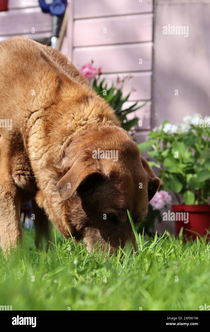 Labrador Retriever in giardino. Cane che mangia erba. Foto all'aperto in giornata d'estate. Foto Stock