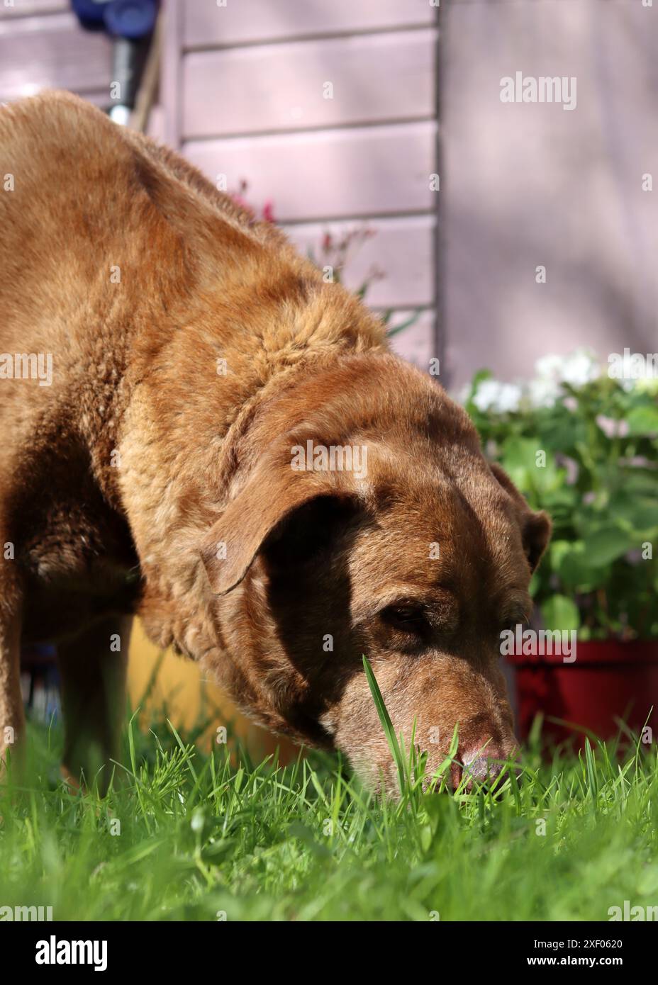 Labrador Retriever in giardino. Cane che mangia erba. Foto all'aperto in giornata d'estate. Foto Stock