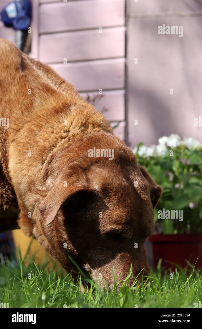 Labrador Retriever in giardino. Cane che mangia erba. Foto all'aperto in giornata d'estate. Foto Stock