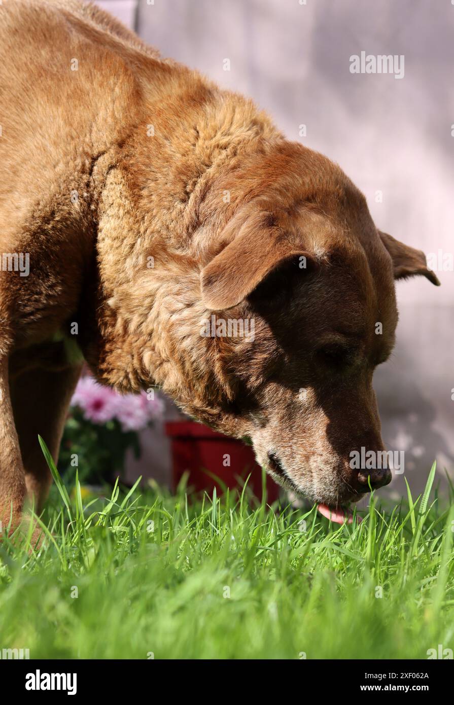 Labrador Retriever in giardino. Cane che mangia erba. Foto all'aperto in giornata d'estate. Foto Stock