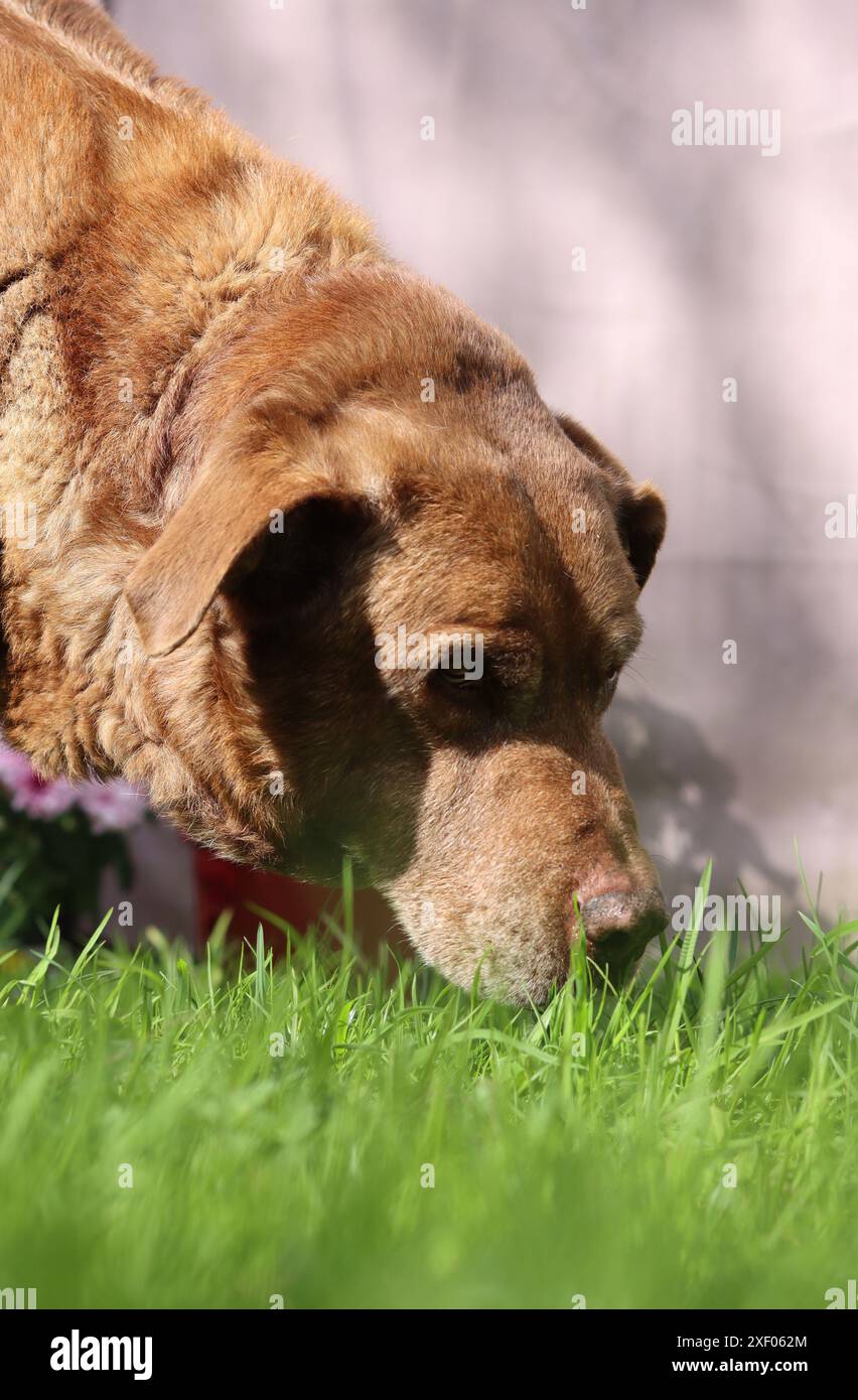 Labrador Retriever in giardino. Cane che mangia erba. Foto all'aperto in giornata d'estate. Foto Stock