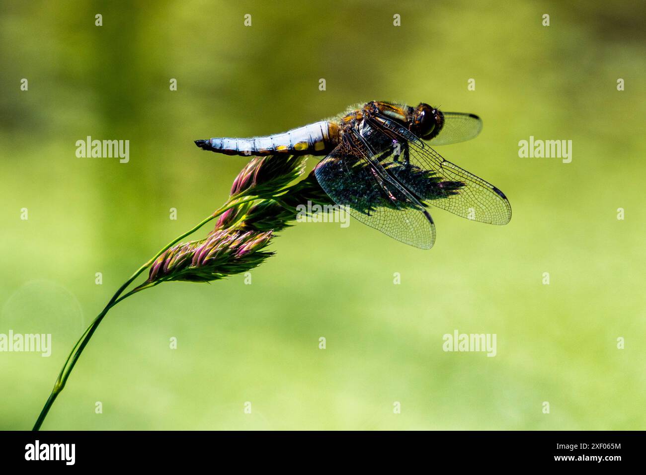 Un inseguitore di corpo ampio (Libellula depressa), una libellula nello stagno del villaggio nell'abbandonato Tyneham Village, Dorset, Inghilterra. Foto Stock