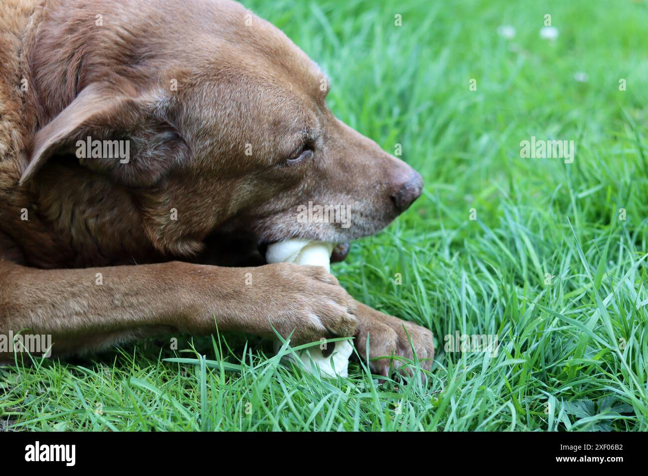 Grande cane marrone che tiene l'osso di mastice in bocca foto all'aperto. Cane anziano Labrador che giace su erba verde e osso da masticare. Foto Stock