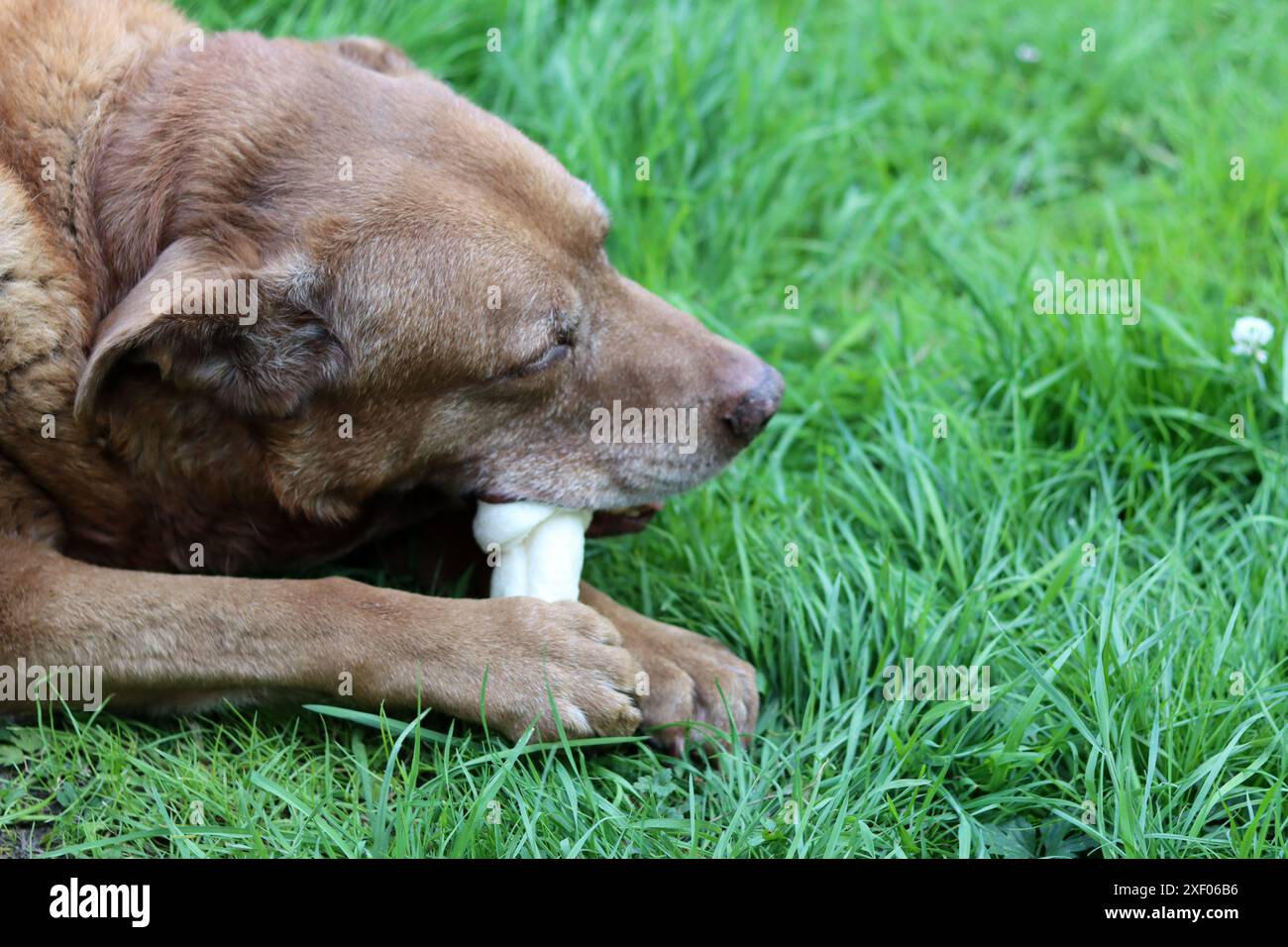 Grande cane marrone che tiene l'osso di mastice in bocca foto all'aperto. Cane anziano Labrador che giace su erba verde e osso da masticare. Foto Stock
