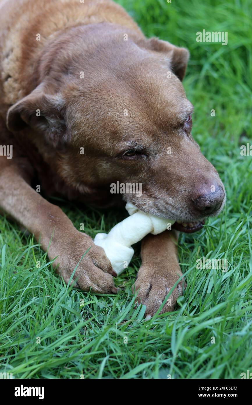 Grande cane marrone che tiene l'osso di mastice in bocca foto all'aperto. Cane anziano Labrador che giace su erba verde e osso da masticare. Foto Stock