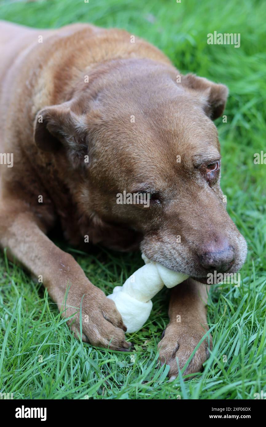 Grande cane marrone che tiene l'osso di mastice in bocca foto all'aperto. Cane anziano Labrador che giace su erba verde e osso da masticare. Foto Stock
