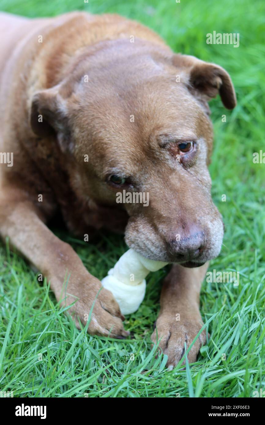 Grande cane marrone che tiene l'osso di mastice in bocca foto all'aperto. Cane anziano Labrador che giace su erba verde e osso da masticare. Foto Stock