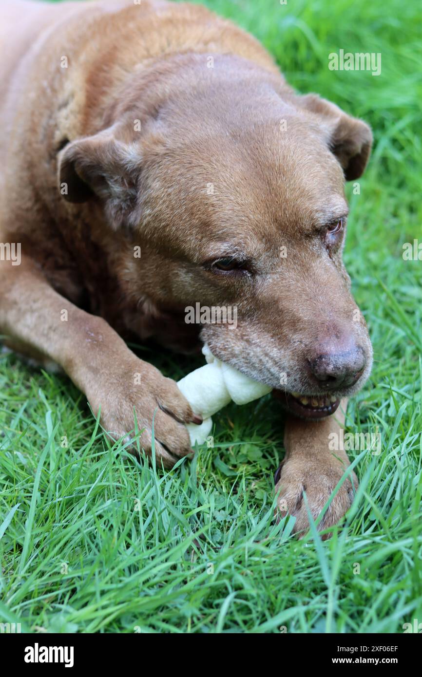Grande cane marrone che tiene l'osso di mastice in bocca foto all'aperto. Cane anziano Labrador che giace su erba verde e osso da masticare. Foto Stock