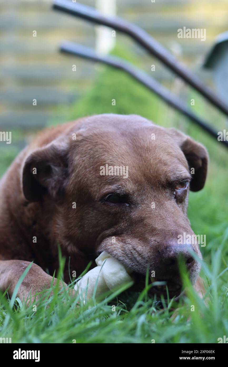 Grande cane marrone che tiene l'osso di mastice in bocca foto all'aperto. Cane anziano Labrador che giace su erba verde e osso da masticare. Foto Stock
