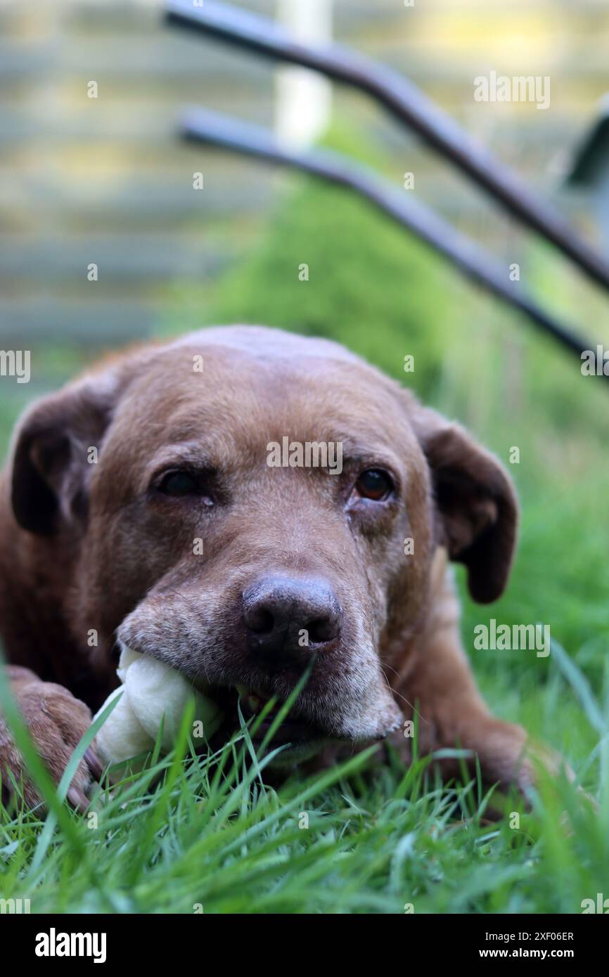 Grande cane marrone che tiene l'osso di mastice in bocca foto all'aperto. Cane anziano Labrador che giace su erba verde e osso da masticare. Foto Stock