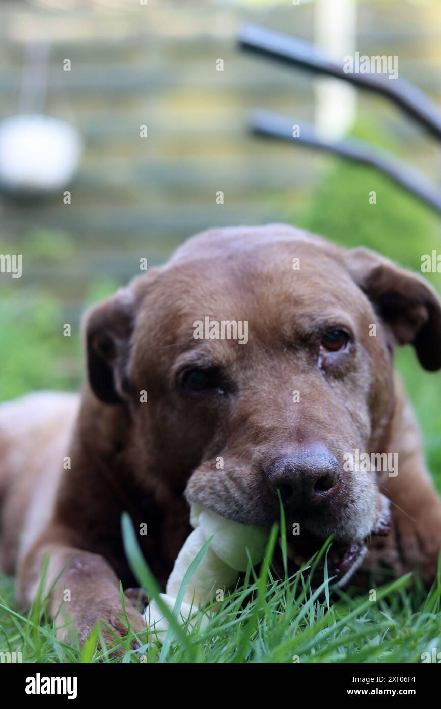 Grande cane marrone che tiene l'osso di mastice in bocca foto all'aperto. Cane anziano Labrador che giace su erba verde e osso da masticare. Foto Stock