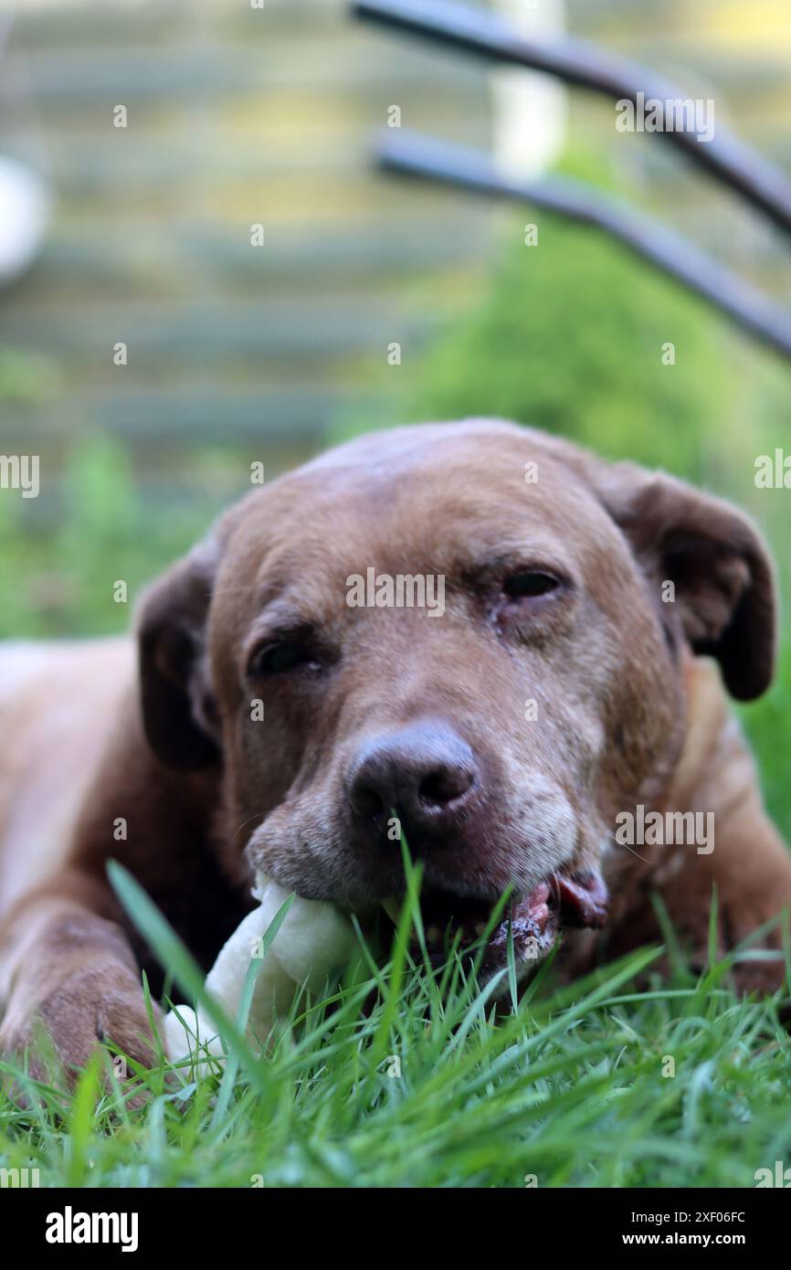 Grande cane marrone che tiene l'osso di mastice in bocca foto all'aperto. Cane anziano Labrador che giace su erba verde e osso da masticare. Foto Stock