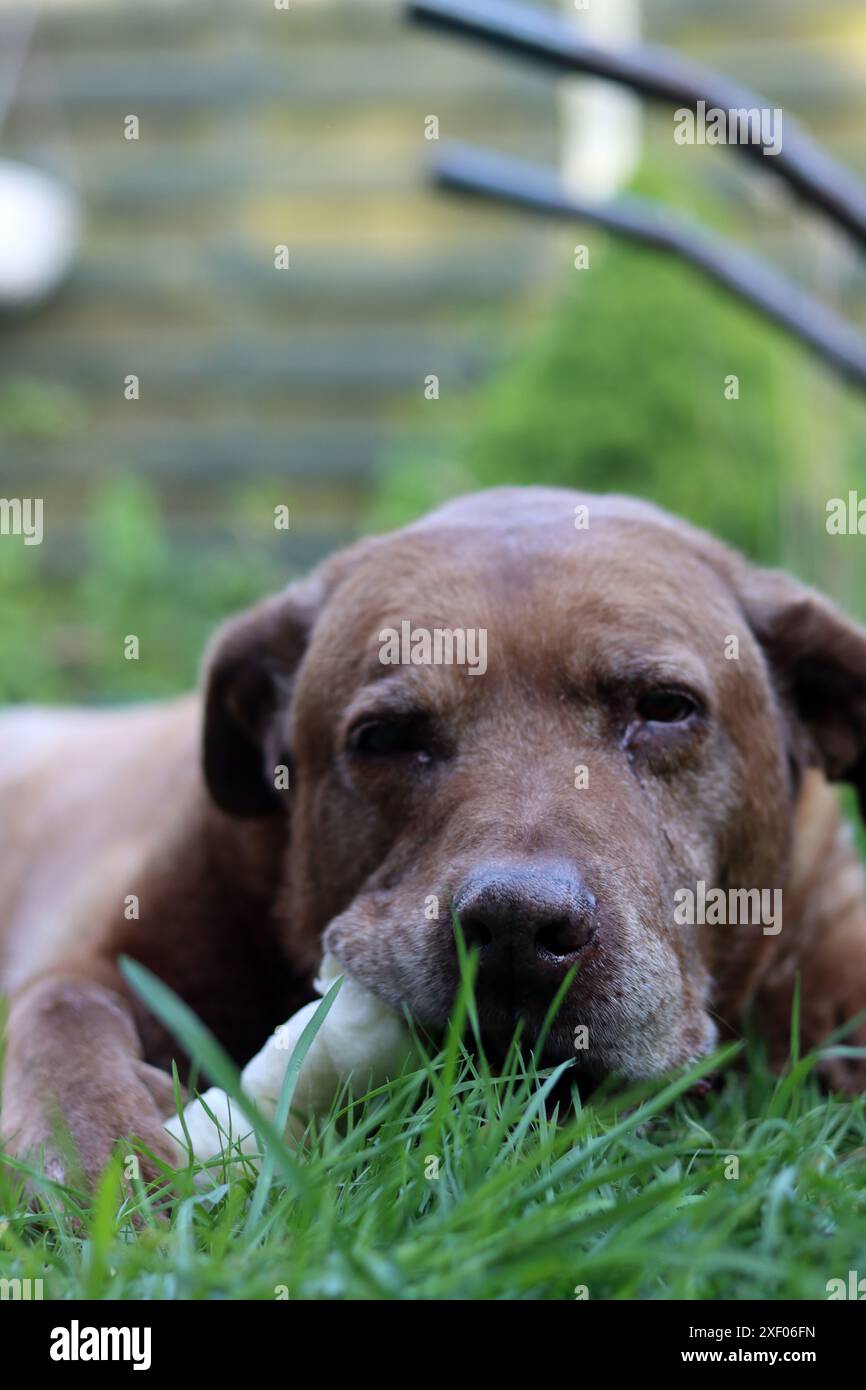 Grande cane marrone che tiene l'osso di mastice in bocca foto all'aperto. Cane anziano Labrador che giace su erba verde e osso da masticare. Foto Stock