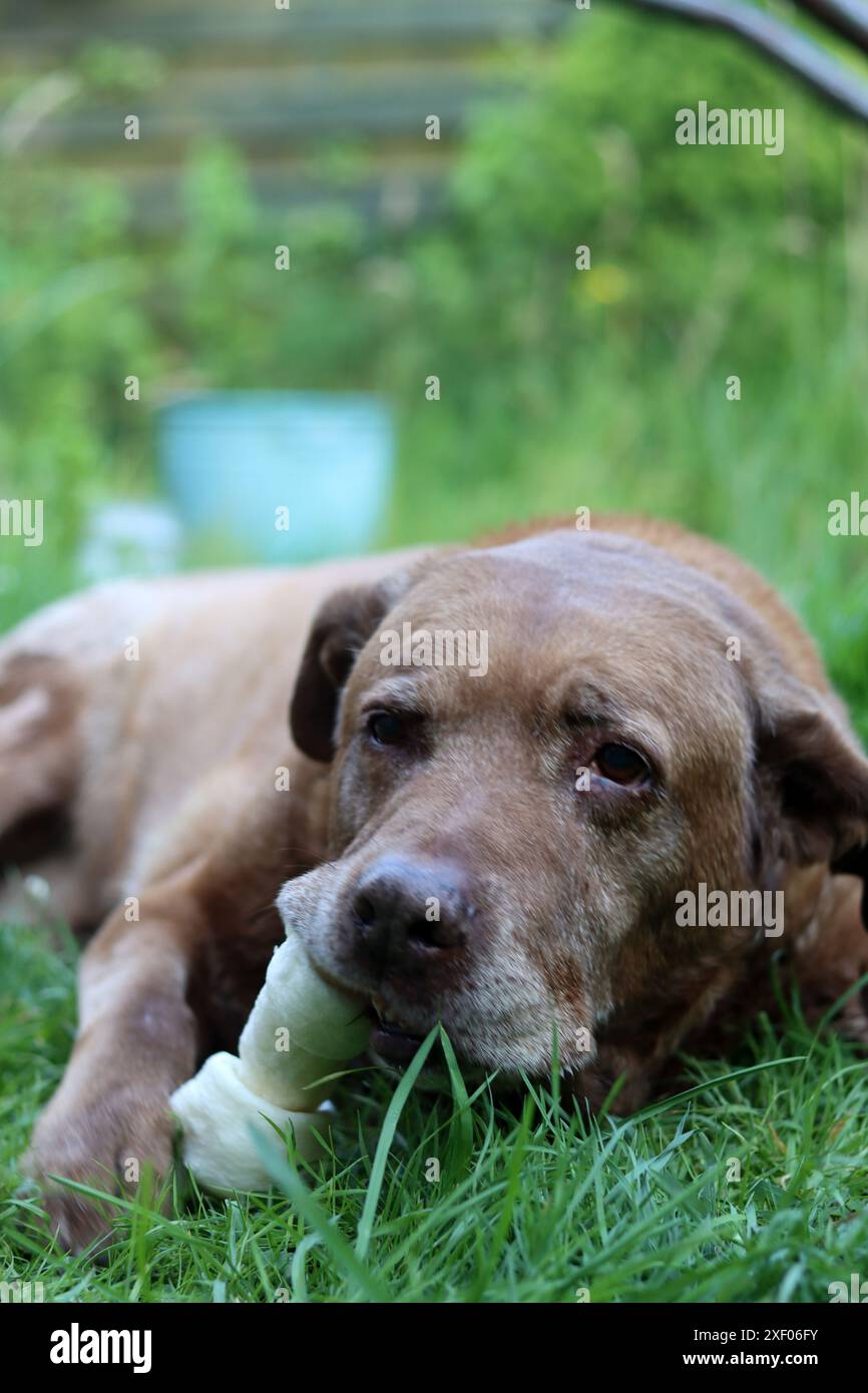 Grande cane marrone che tiene l'osso di mastice in bocca foto all'aperto. Cane anziano Labrador che giace su erba verde e osso da masticare. Foto Stock