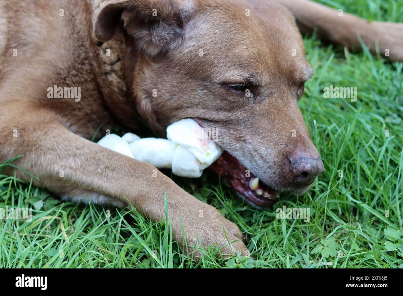 Grande cane marrone che tiene l'osso di mastice in bocca foto all'aperto. Cane anziano Labrador che giace su erba verde e osso da masticare. Foto Stock