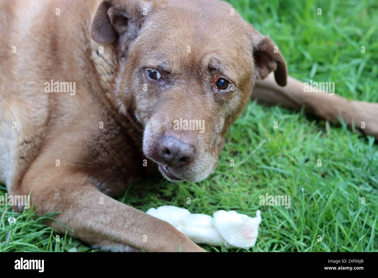 Grande cane marrone che tiene l'osso di mastice in bocca foto all'aperto. Cane anziano Labrador che giace su erba verde e osso da masticare. Foto Stock