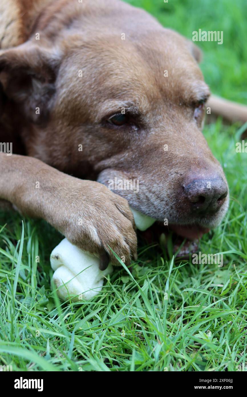 Grande cane marrone che tiene l'osso di mastice in bocca foto all'aperto. Cane anziano Labrador che giace su erba verde e osso da masticare. Foto Stock