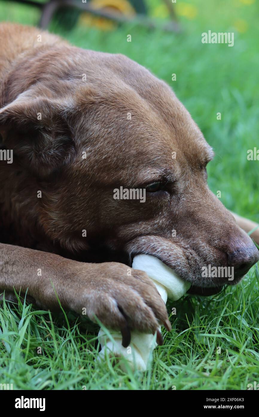Grande cane marrone che tiene l'osso di mastice in bocca foto all'aperto. Cane anziano Labrador che giace su erba verde e osso da masticare. Foto Stock