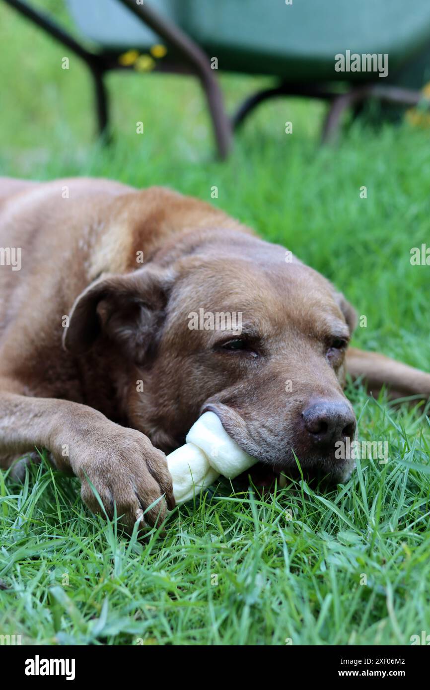 Grande cane marrone che tiene l'osso di mastice in bocca foto all'aperto. Cane anziano Labrador che giace su erba verde e osso da masticare. Foto Stock