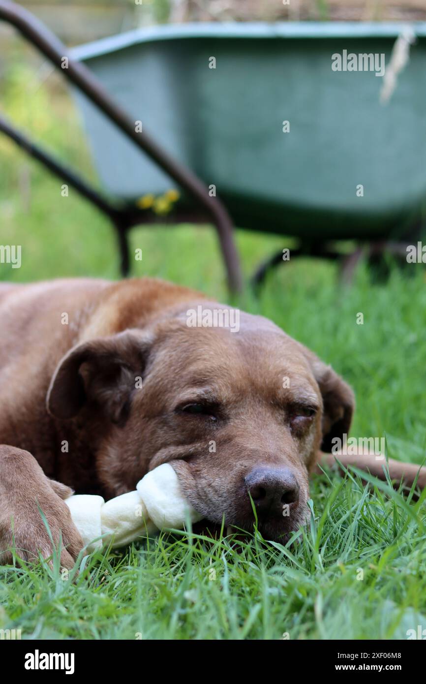 Grande cane marrone che tiene l'osso di mastice in bocca foto all'aperto. Cane anziano Labrador che giace su erba verde e osso da masticare. Foto Stock