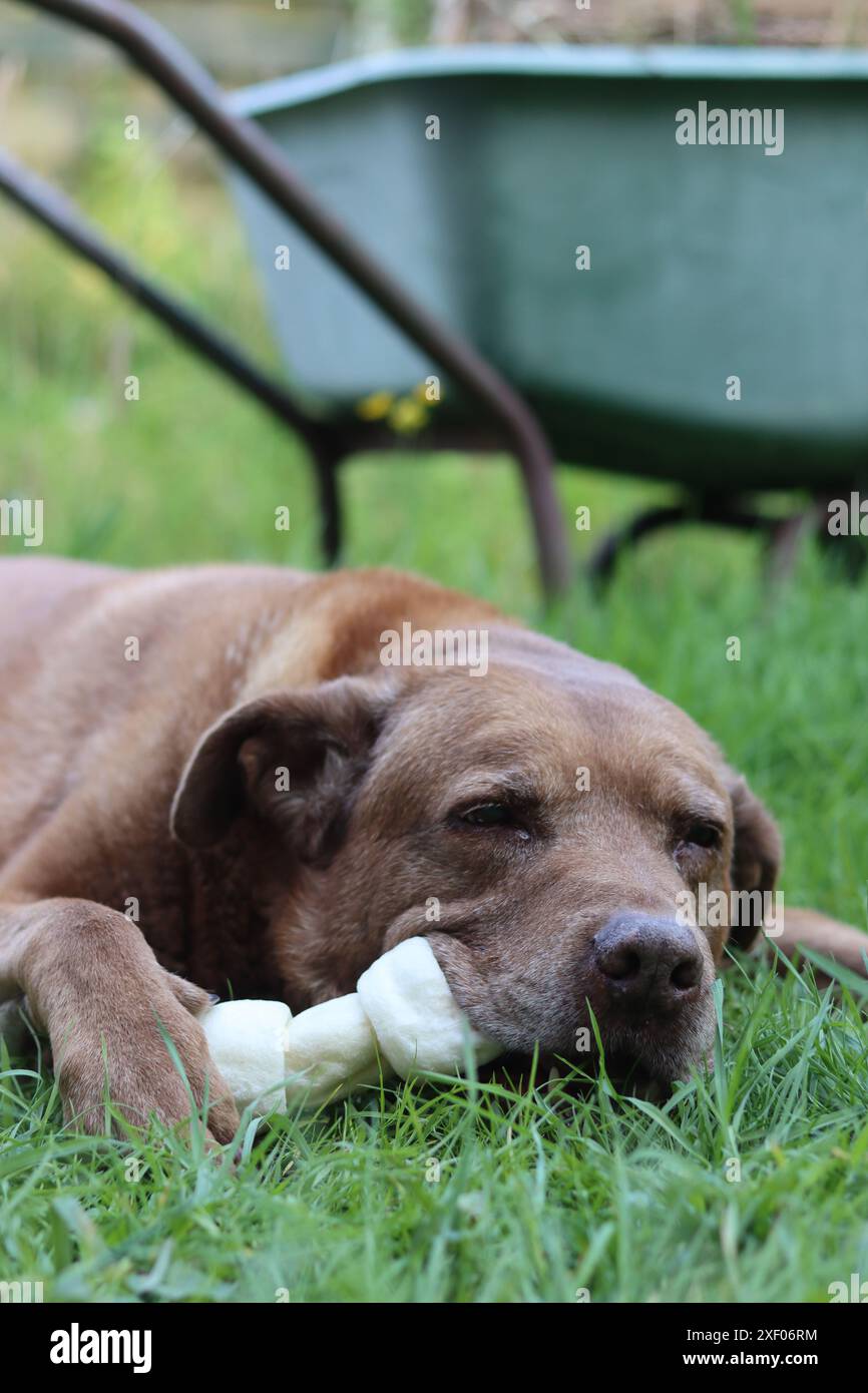 Grande cane marrone che tiene l'osso di mastice in bocca foto all'aperto. Cane anziano Labrador che giace su erba verde e osso da masticare. Foto Stock