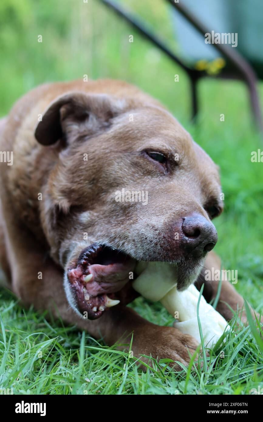 Un bel cane marrone mastica un osso in un giardino. La vita felice del cane anziano. Labrador che si diverte con un giocattolo sull'erba verde. Foto Stock