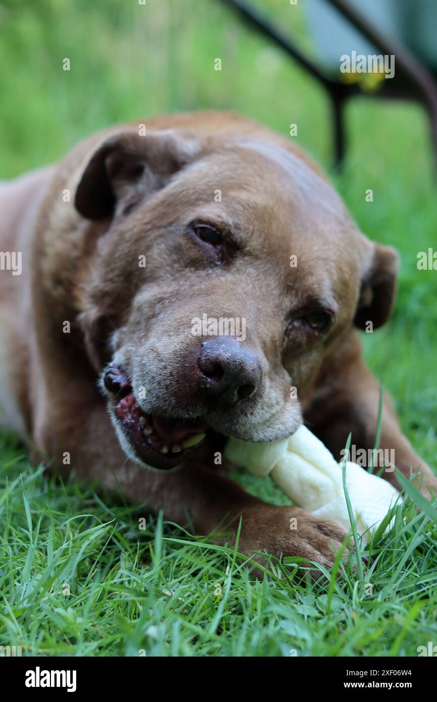 Grande cane marrone che tiene l'osso di mastice in bocca foto all'aperto. Cane anziano Labrador che giace su erba verde e osso da masticare. Foto Stock