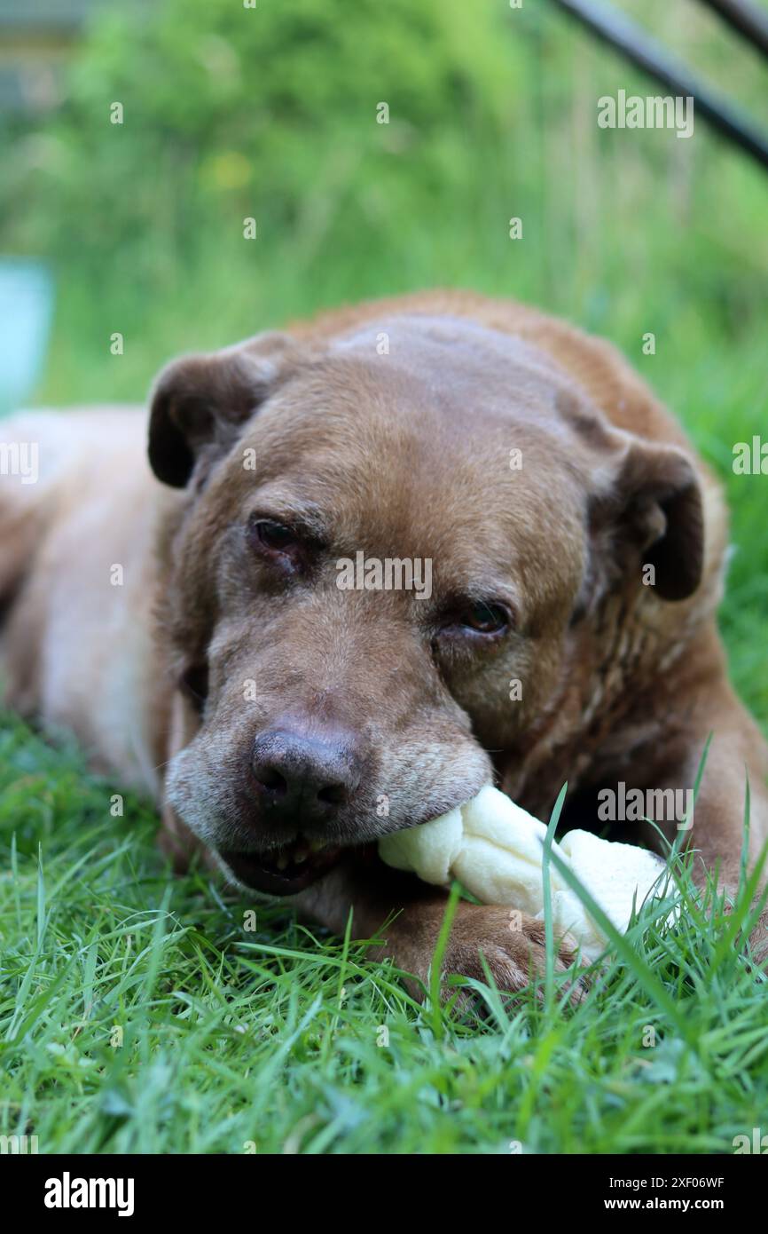 Grande cane marrone che tiene l'osso di mastice in bocca foto all'aperto. Cane anziano Labrador che giace su erba verde e osso da masticare. Foto Stock