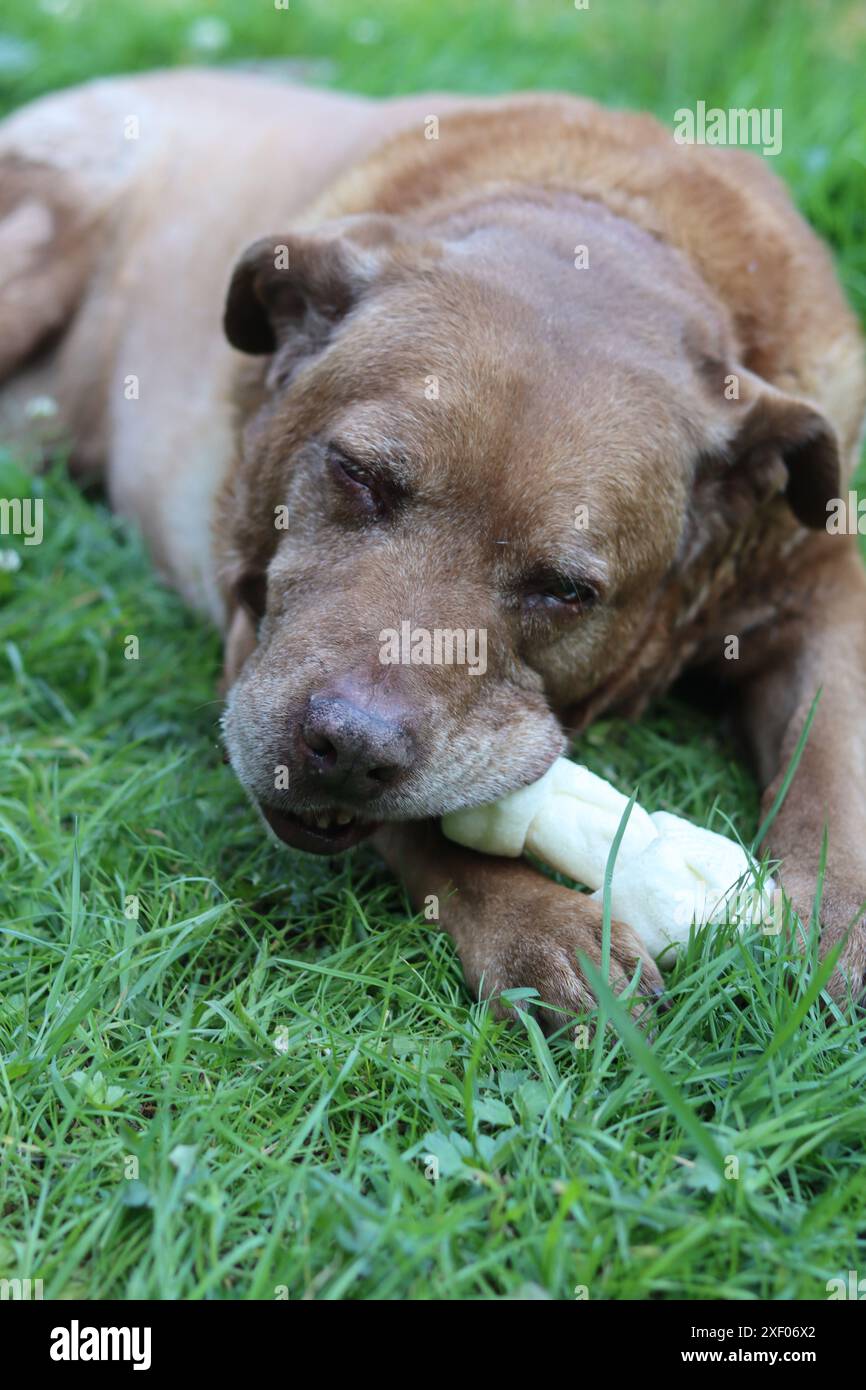 Grande cane marrone che tiene l'osso di mastice in bocca foto all'aperto. Cane anziano Labrador che giace su erba verde e osso da masticare. Foto Stock