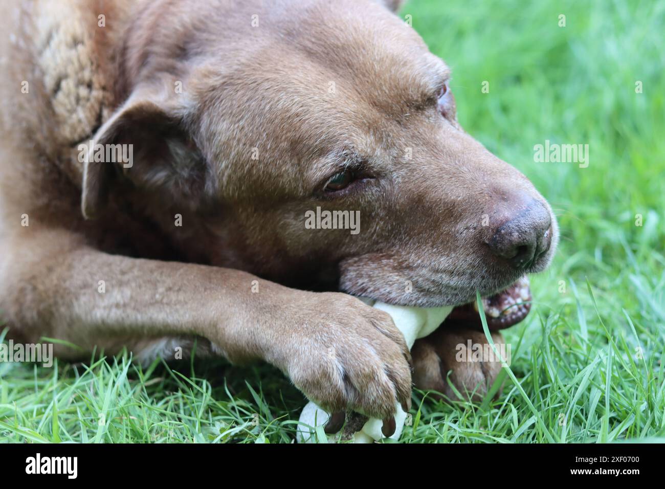 Grande cane marrone che tiene l'osso di mastice in bocca foto all'aperto. Cane anziano Labrador che giace su erba verde e osso da masticare. Foto Stock