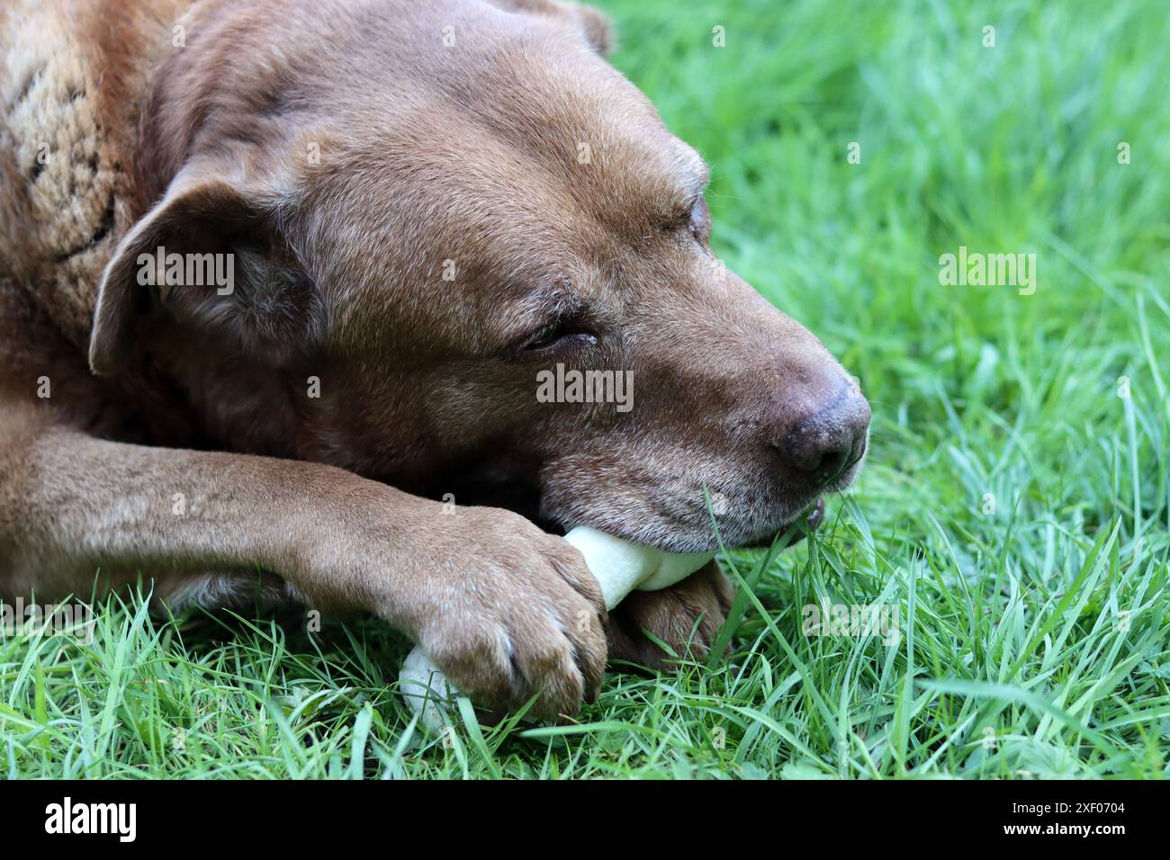 Grande cane marrone che tiene l'osso di mastice in bocca foto all'aperto. Cane anziano Labrador che giace su erba verde e osso da masticare. Foto Stock