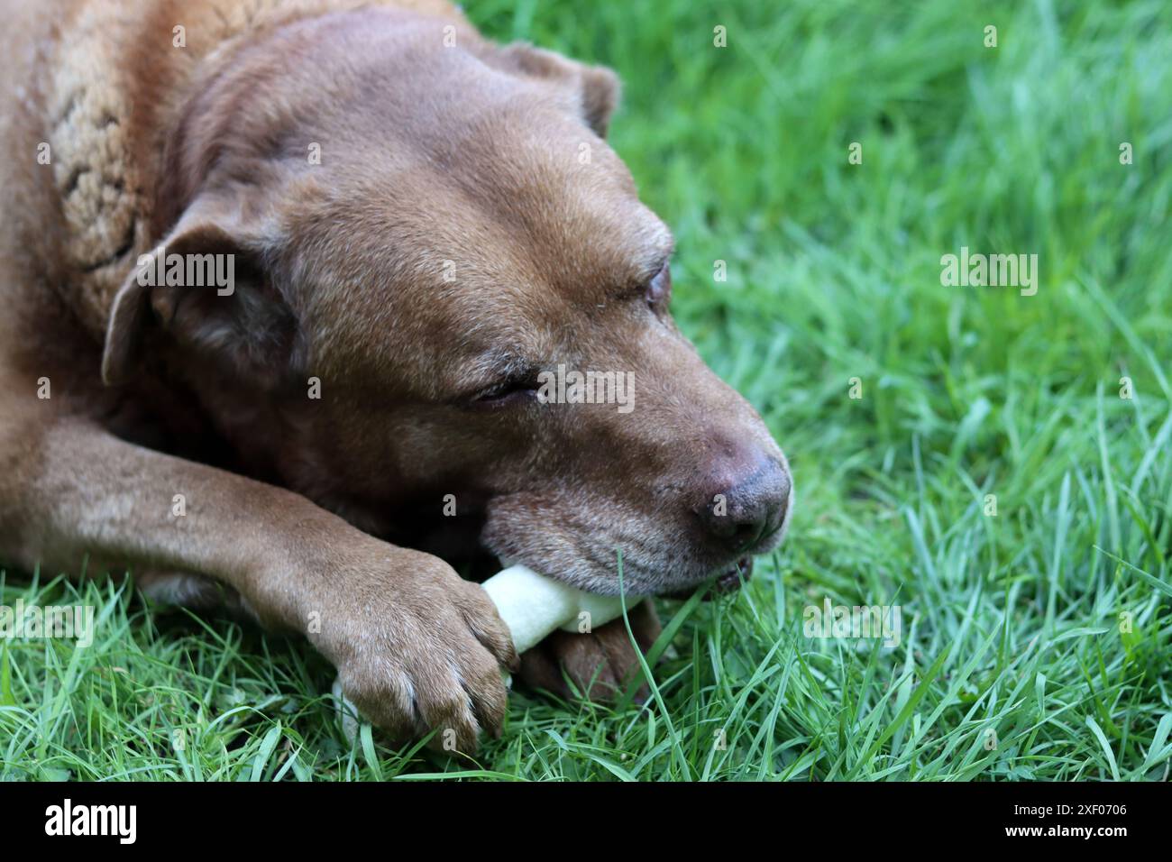 Grande cane marrone che tiene l'osso di mastice in bocca foto all'aperto. Cane anziano Labrador che giace su erba verde e osso da masticare. Foto Stock