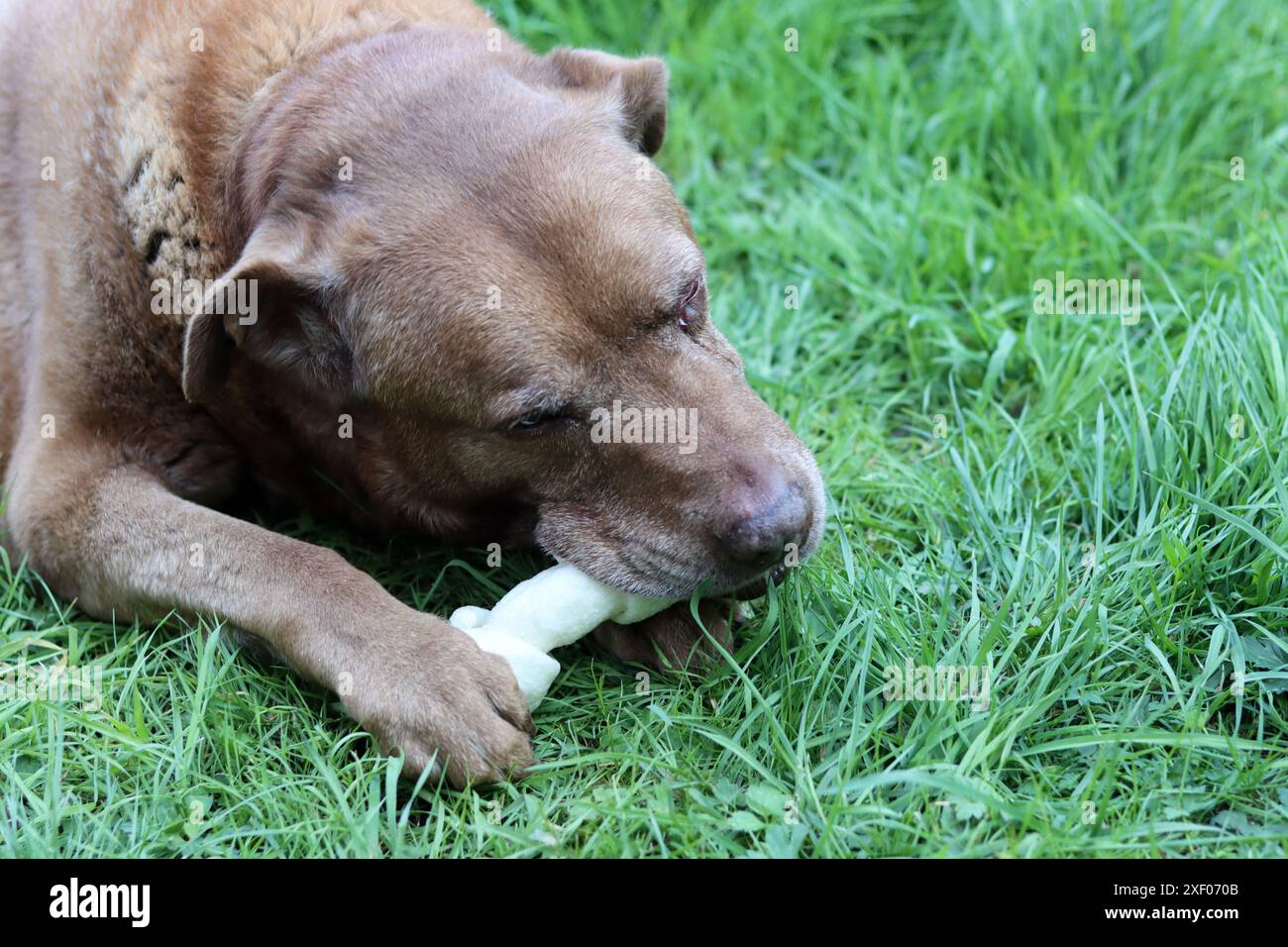 Grande cane marrone che tiene l'osso di mastice in bocca foto all'aperto. Cane anziano Labrador che giace su erba verde e osso da masticare. Foto Stock