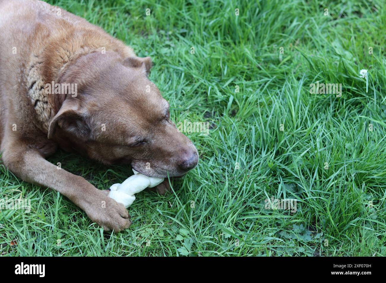Grande cane marrone che tiene l'osso di mastice in bocca foto all'aperto. Cane anziano Labrador che giace su erba verde e osso da masticare. Foto Stock