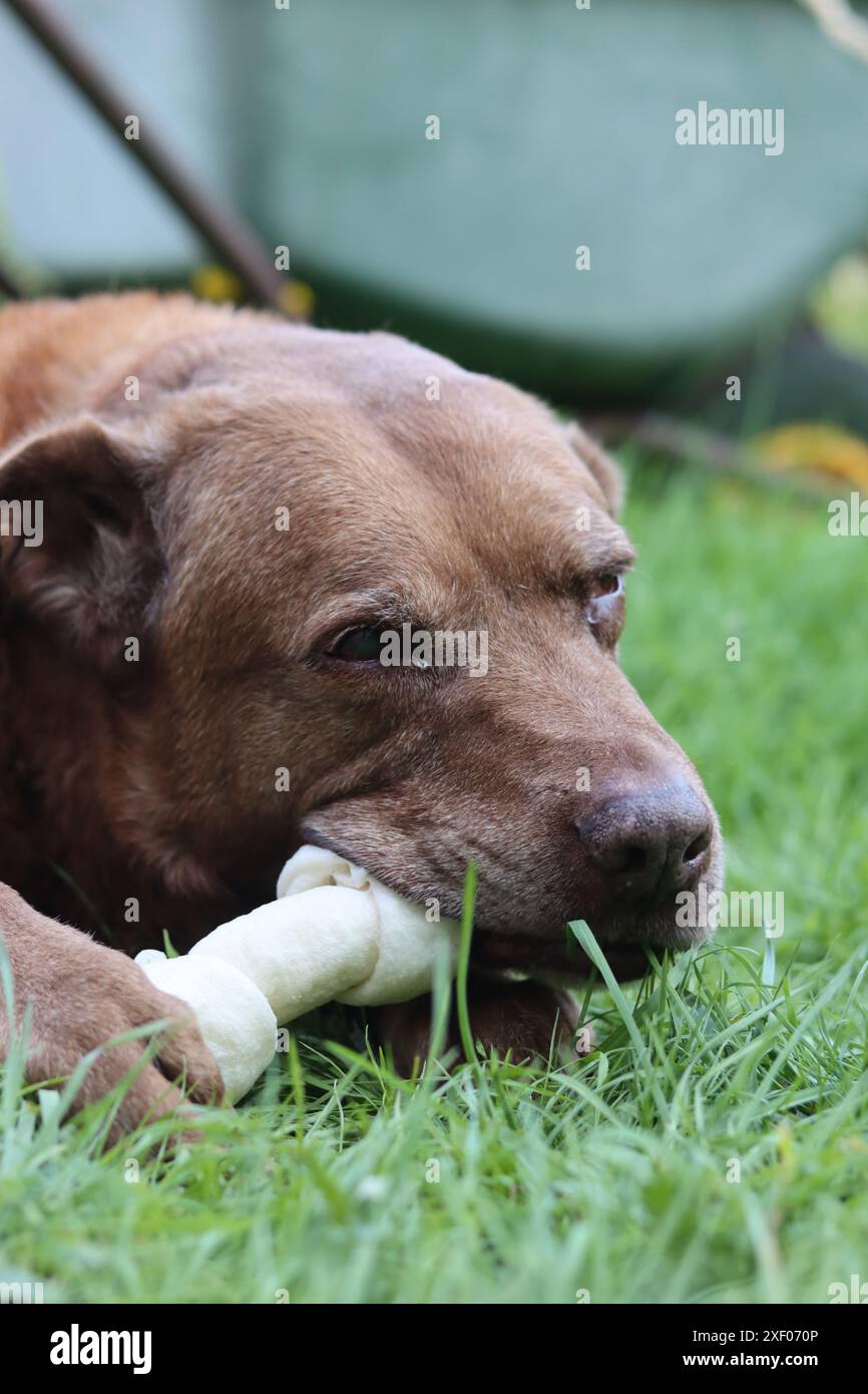 Grande cane marrone che tiene l'osso di mastice in bocca foto all'aperto. Cane anziano Labrador che giace su erba verde e osso da masticare. Foto Stock