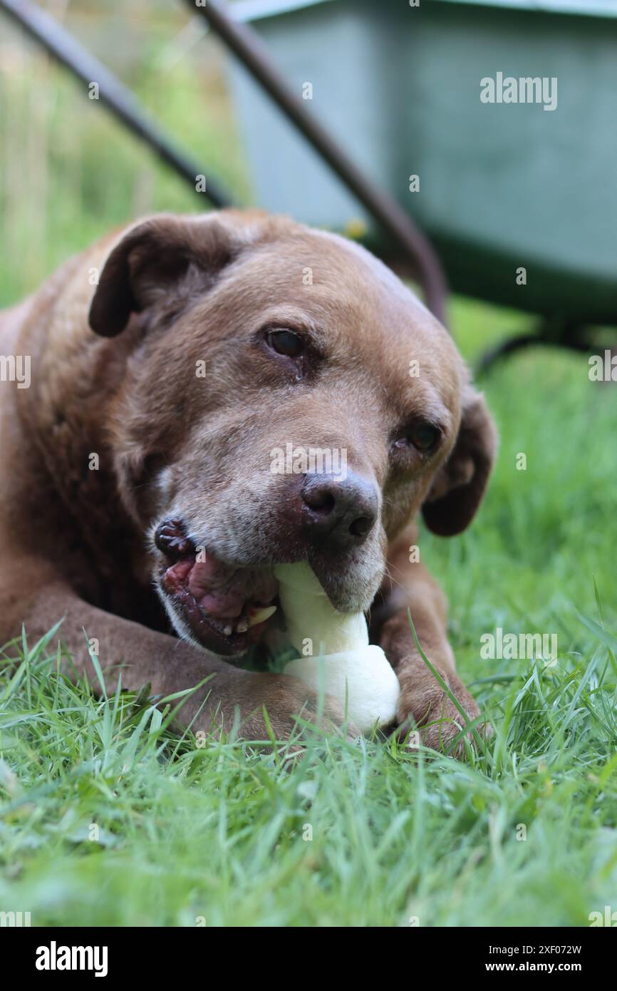 Grande cane marrone che tiene l'osso di mastice in bocca foto all'aperto. Cane anziano Labrador che giace su erba verde e osso da masticare. Foto Stock