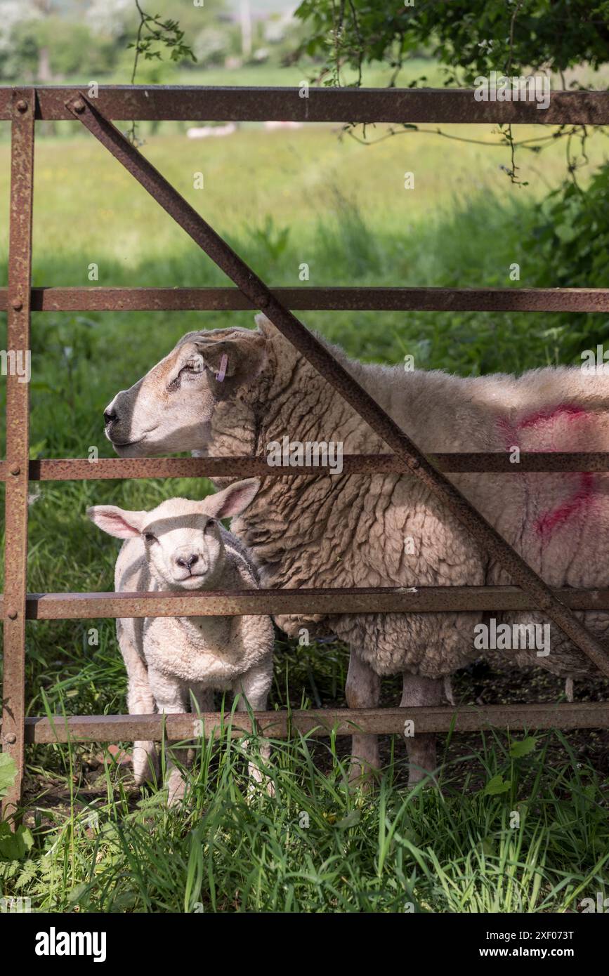 Una pecora e il suo agnello all'inizio dell'estate nella campagna dell'Herefordshire (Regno Unito) Foto Stock