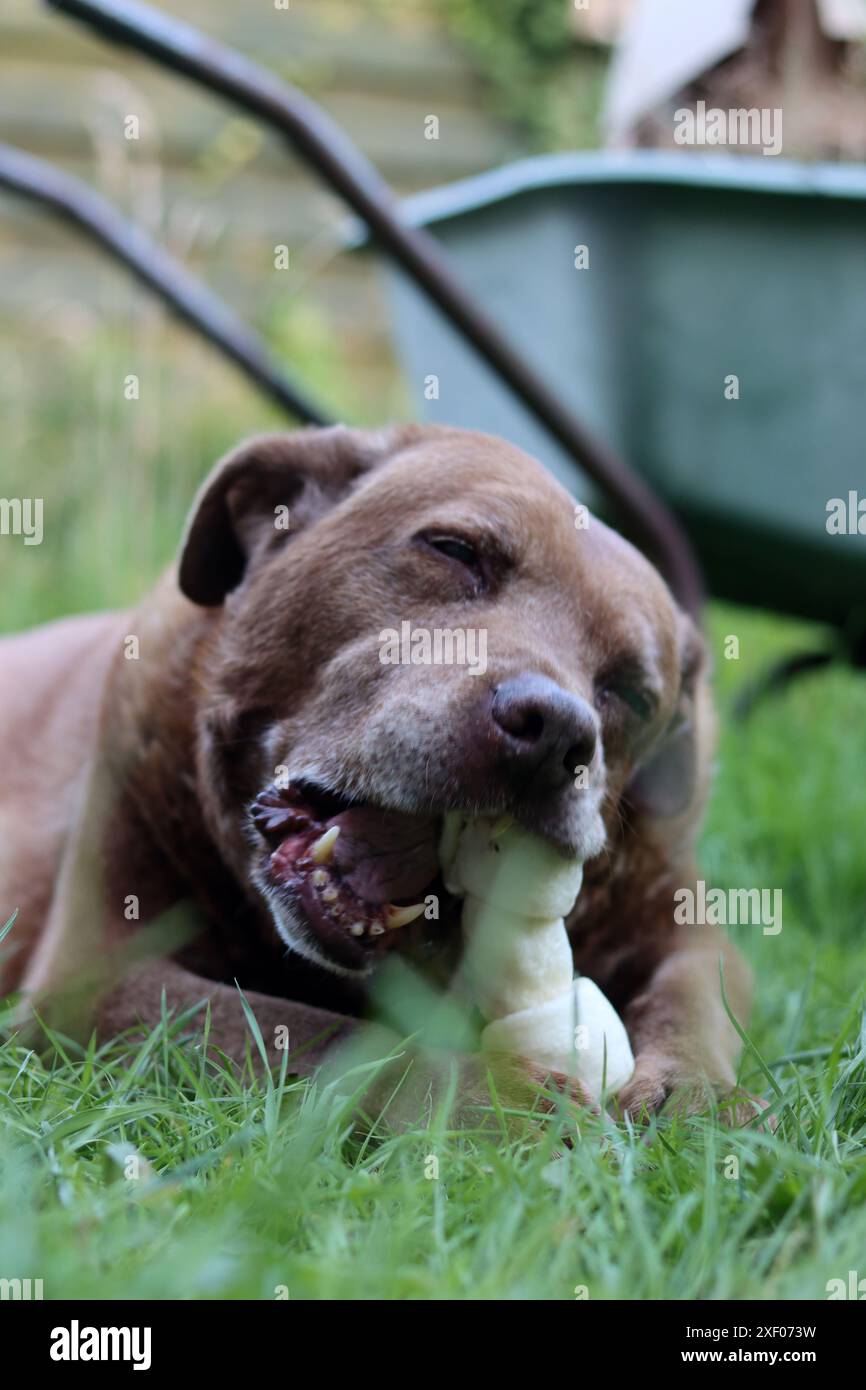 Grande cane marrone che tiene l'osso di mastice in bocca foto all'aperto. Cane anziano Labrador che giace su erba verde e osso da masticare. Foto Stock