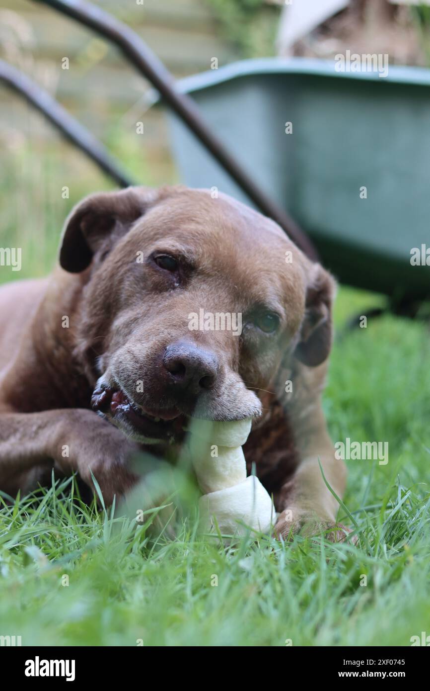 Grande cane marrone che tiene l'osso di mastice in bocca foto all'aperto. Cane anziano Labrador che giace su erba verde e osso da masticare. Foto Stock