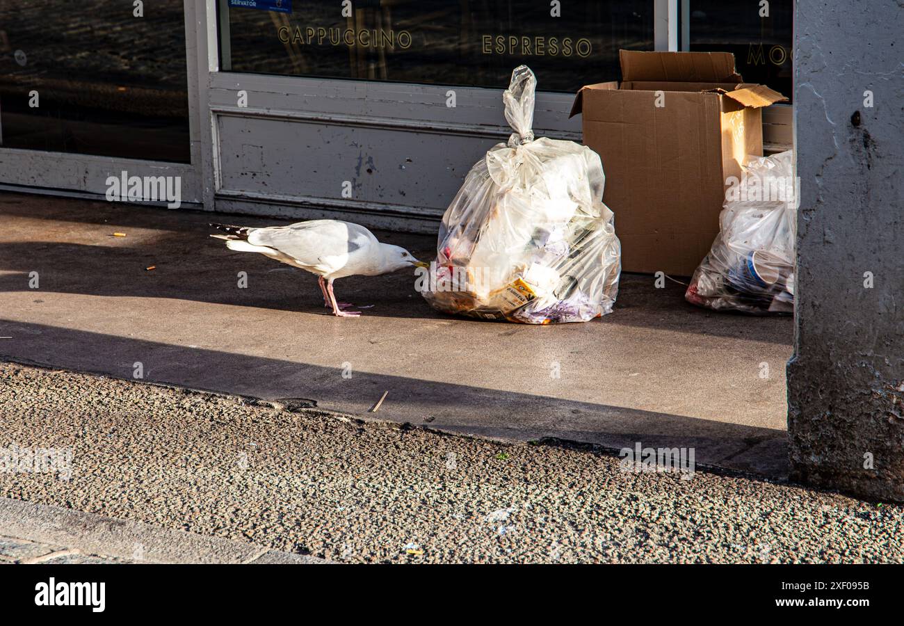Seagull sta cercando di entrare in un sacco della spazzatura sul marciapiede accanto a una scatola di cartone Falmouth, Cornovaglia, Regno Unito Foto Stock