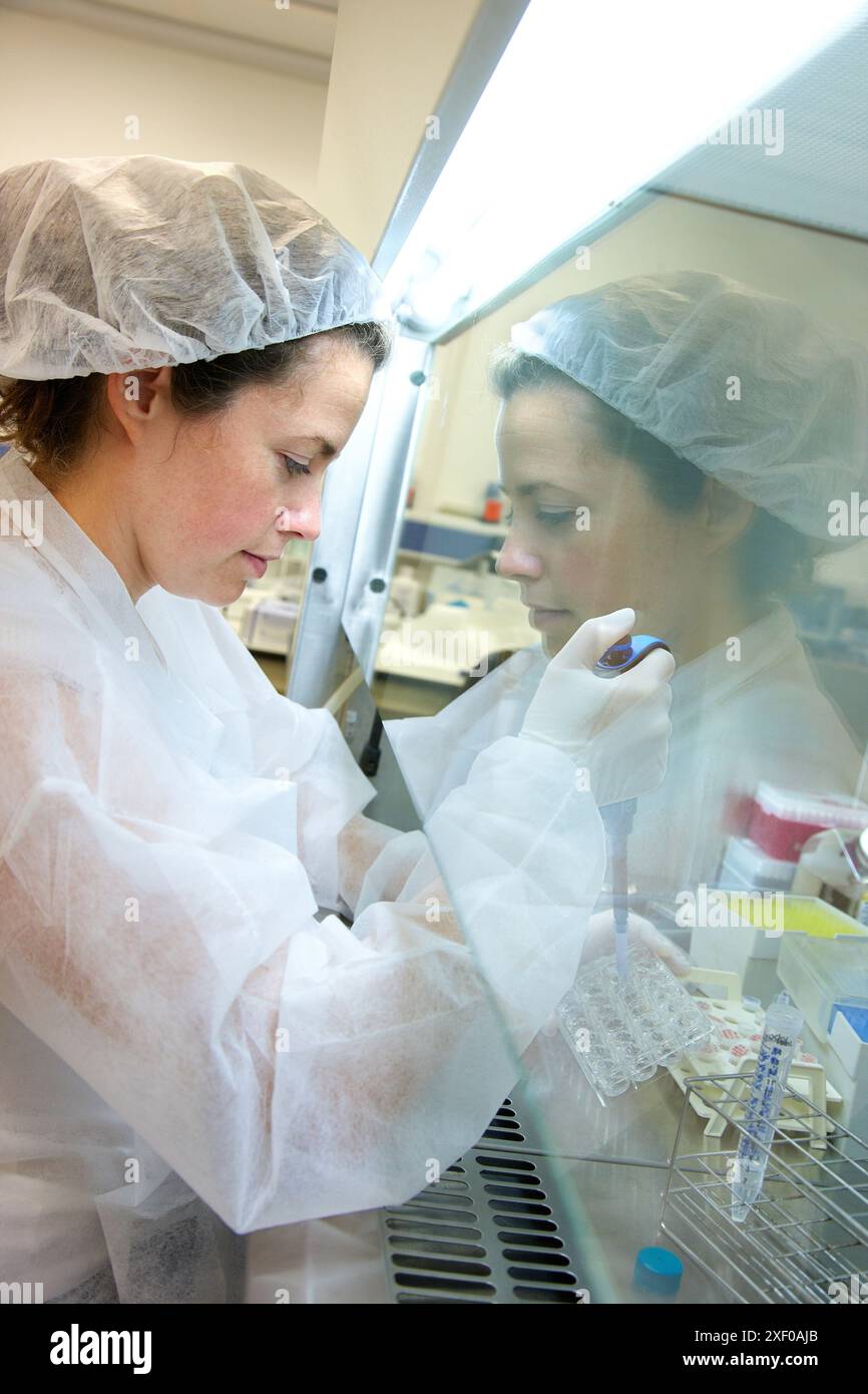 Il ricercatore ha cambiato il terreno in una linea cellulare seminata su piastre a 96 pozzetti all'interno di una cappa a flusso laminare il terreno viene sostituito all'interno della cappa utilizzando pipette AN Foto Stock