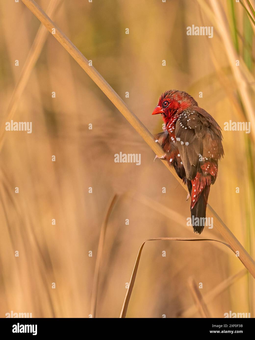 Un Avadavat rosso che riposa sull'albero Foto Stock