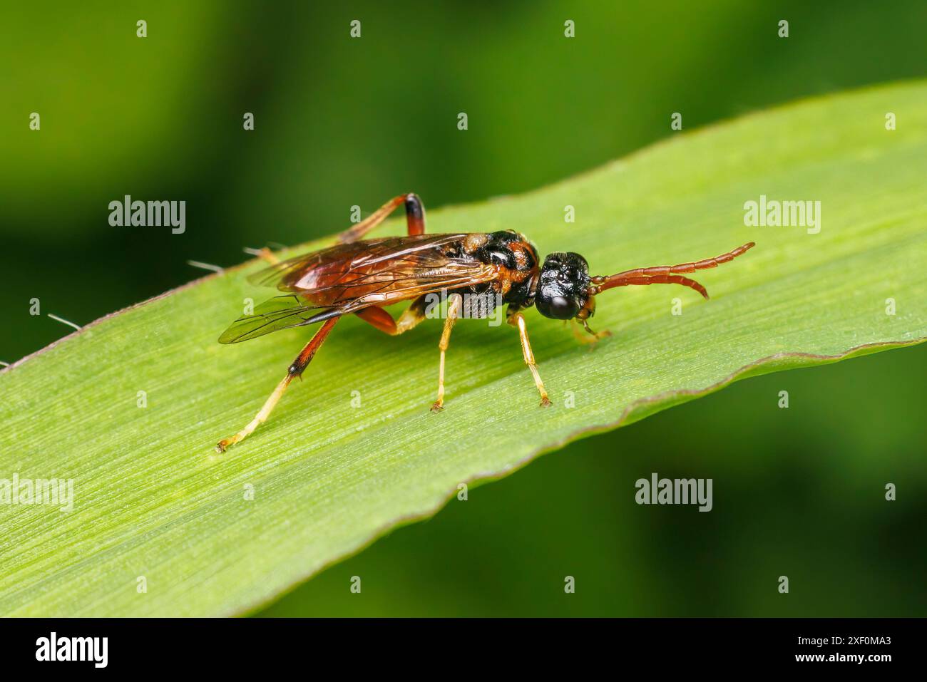 Sawfly comune (Dimorphopteryx sp.) Foto Stock