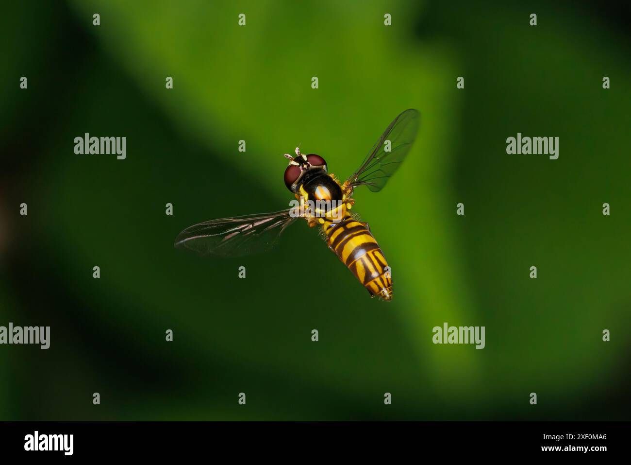 Una femmina Oblique Streaktail (Allograpta obliqua) vola in volo. Foto Stock