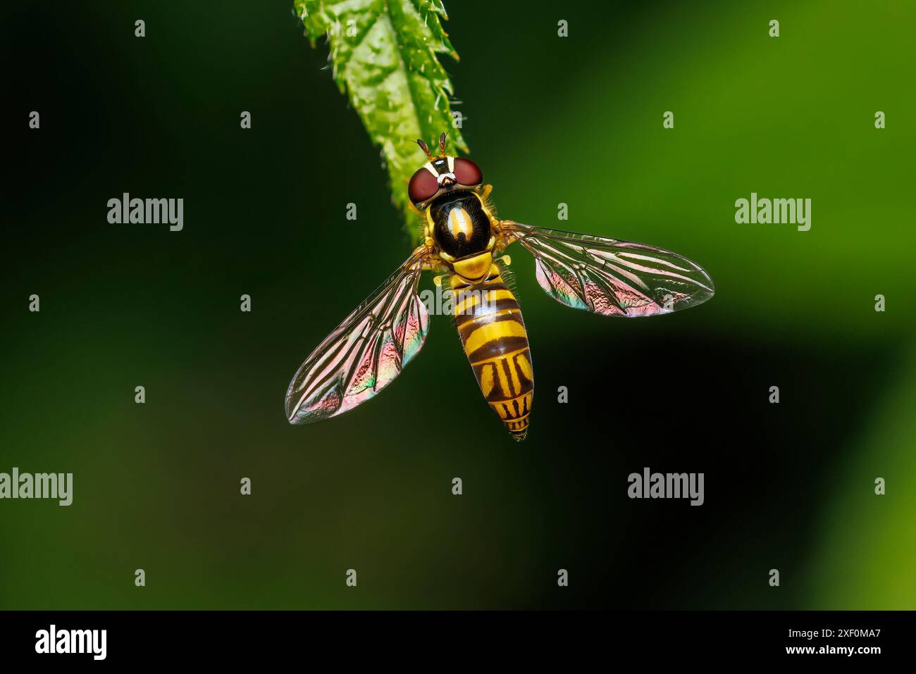 Coda striata obliqua obliqua (Allograpta obliqua) - femmina Foto Stock