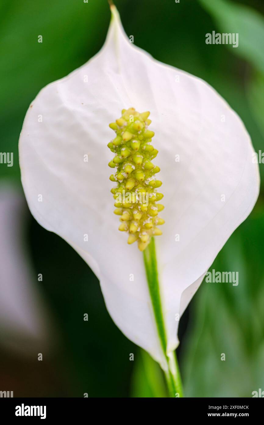 Fiore di Spathiphylllum, Maiorca, Isole Baleari, Spagna. Foto Stock